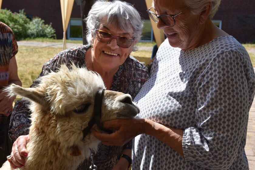 zwei ältere Frauen knuddeln ein Alpaka