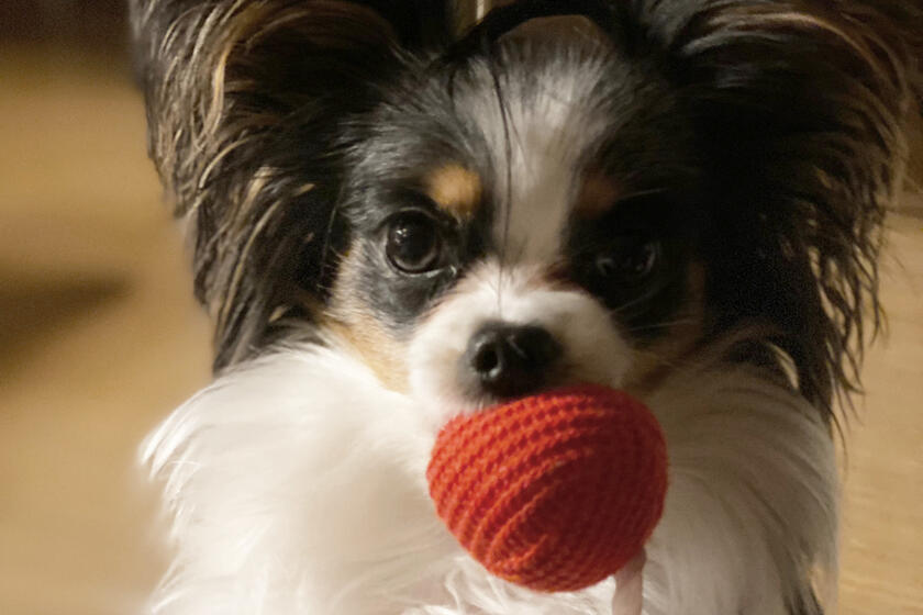 Ein kleiner Hund hält einen roten gehäkelten Ball in der Schnauze