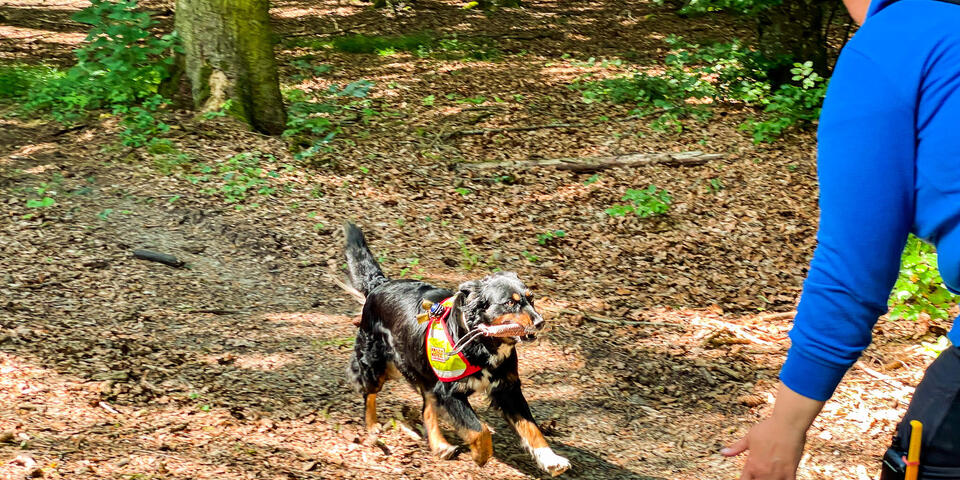 Ein Hund läuft im Wald auf seine Hundeführerin zu
