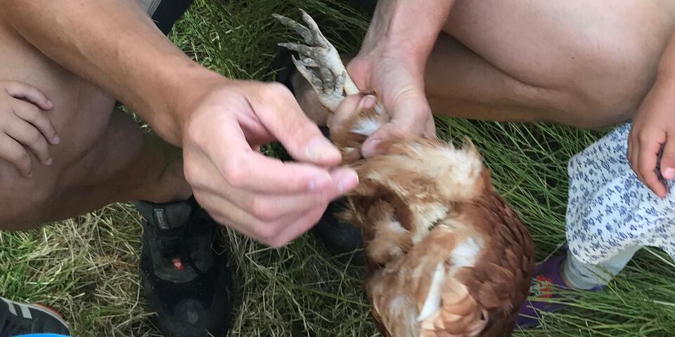 Hände, die ein Huhn halten