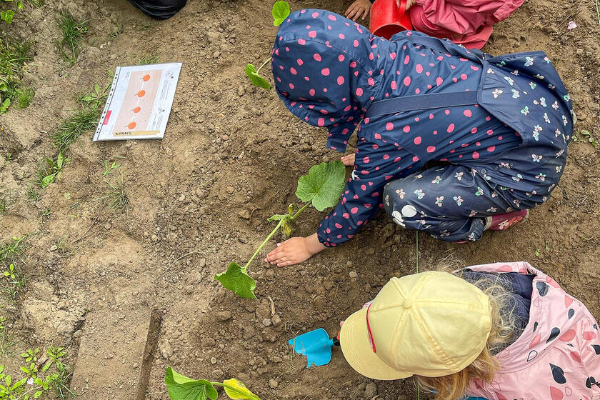 Kinder der Kita Pavillon beugen sich über das Beet und bepflanzen es mit Setzlingen.