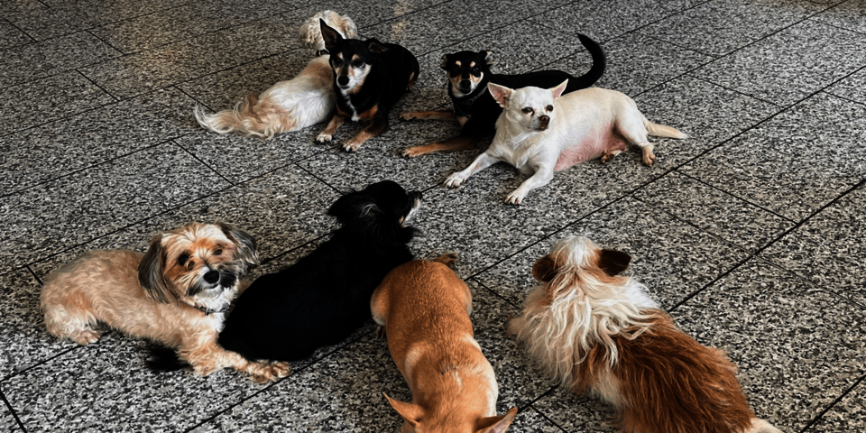 acht kleine Hunde liegen auf einem Steinfußboden