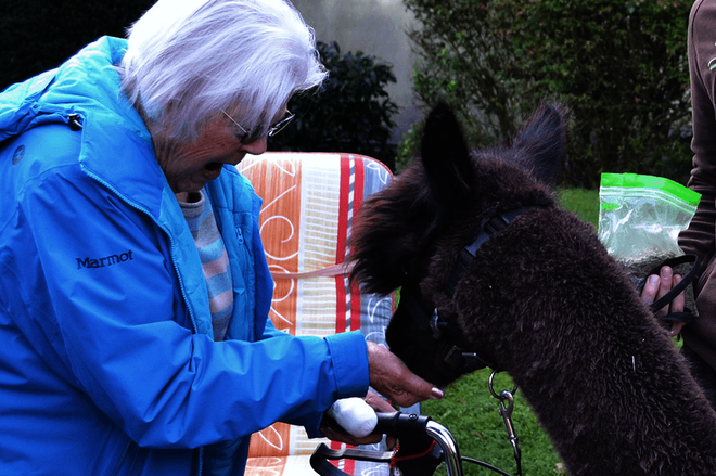 Eine ältere Dame in einer hellblauen Jacken füttert ein Alpaka. Sie stützt sich dabei leicht auf einen Rollator. Daneben steht ein junger Mann in einer braunen Sweatshirtjacke.