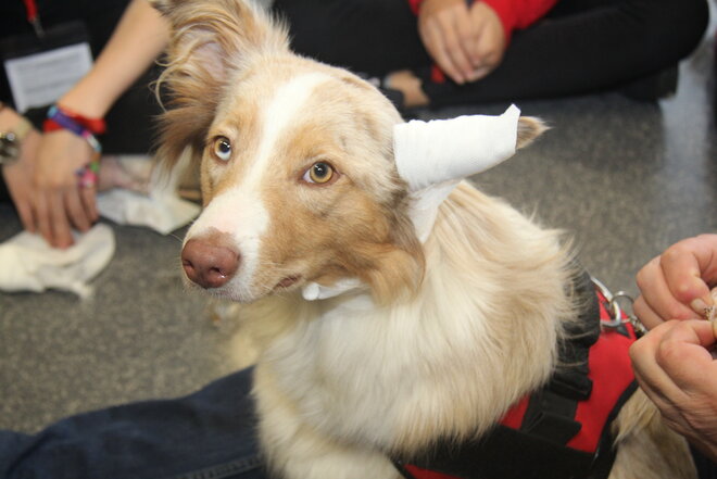 Erste Hilfe am Hund: hier Ohrverband anlegen