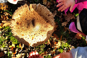 Hände der Kinder des Waldkindergartens Schlüsselau rund um einen großen Pilz.