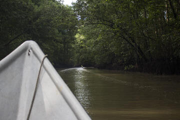 Ein Boot auf einem Fluss zwischen Mangroven