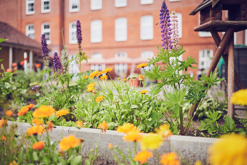 Blumenbeet mit dem Johanniter-Haus Lindenpark im Hintergrund