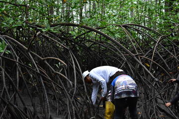 Zwei Frauen suchen Muscheln im Schlamm zwischen Mangrovenwurzeln
