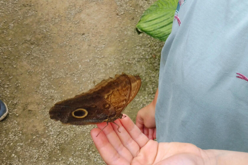 Auf einer Hand sitzt ein Schmetterling
