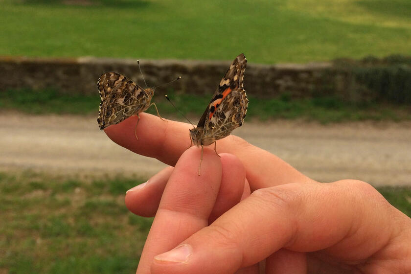 Zwei Schmetterlinge auf einer Hand
