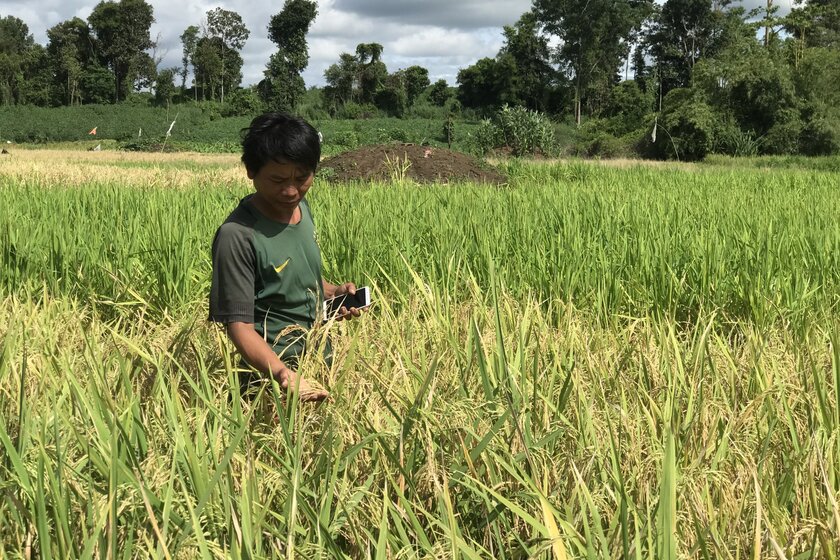  Kanaer Kampraer in the middle of his rice field