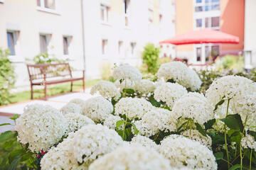 Blick über wunderschöne weiße Hortensien auf eine Bank im Garten