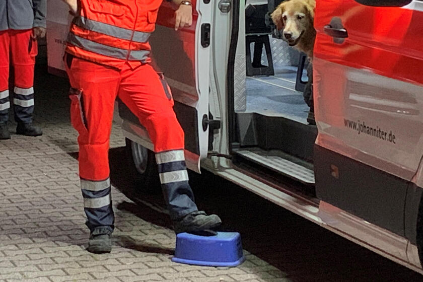 Ein Rettungshund schaut aus einem Einsatzfahrzeug