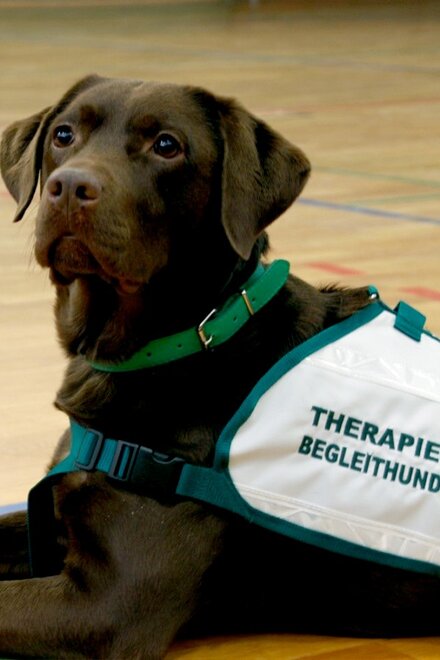 Labrador-Dame Luna ist ausgebildete Therapie-Begleithündin.
