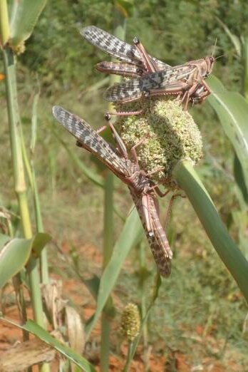 Two locusts sitting on a plant