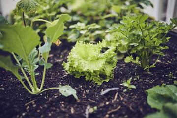 Verschiedene Salate wachsen in einem Beet