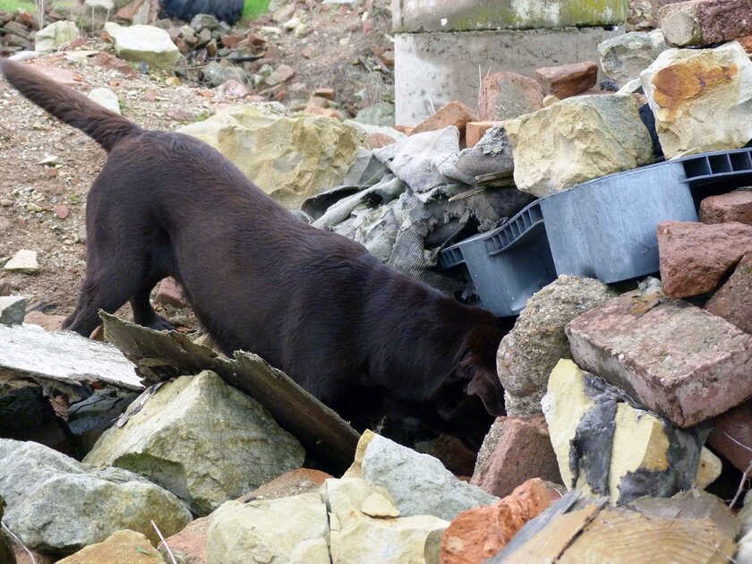 Ein Rettungshund durchsucht einen Trümmerhaufen aus Steinen.