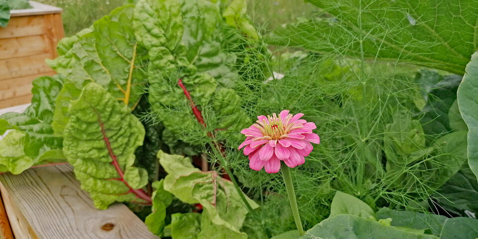 Gemüse und eine rosa Blume in einem Hochbeet