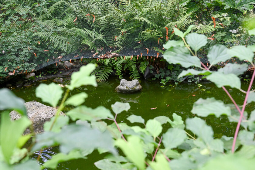 Frosch späht aus dem naturangelegten Teich am Johanniterhaus Bonn.