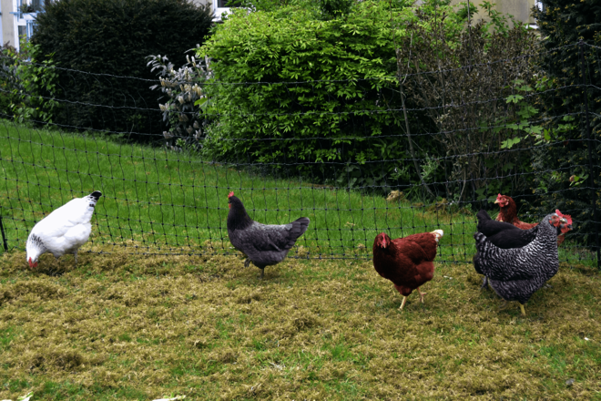 Hühner laufen vor einer Einzäunung auf einer Wiese.