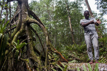 Ein Mann auf einer Mangrovenbaumwurzel