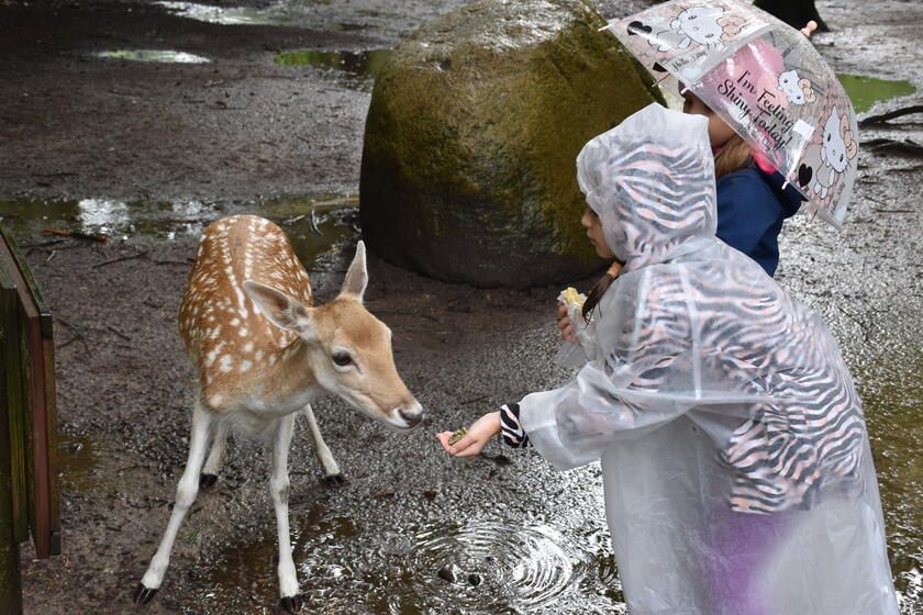 Die geflüchteten Kinder und Jugendlichen aus der Ukraine trotzen dem Regen und haben viel Spaß im Wildpark Schwarze Berge: zwei ukrainische Mädchen füttern ein Reh. Sie tragen Regencapes und einen Regenschirm.